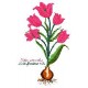 Picture g "Multi flowered Tulip"